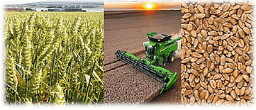 A ripening wheat field, a combine harvester working at sunset, and threshed wheat grain